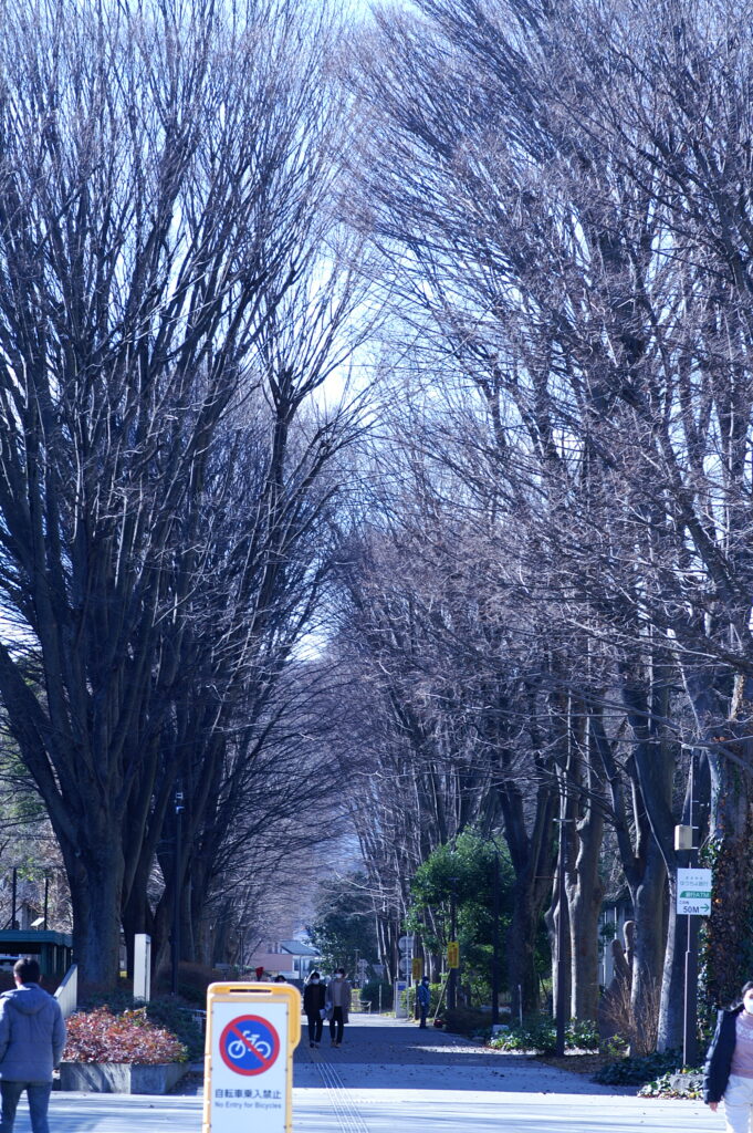 工学部キャンパスのケヤキ並木